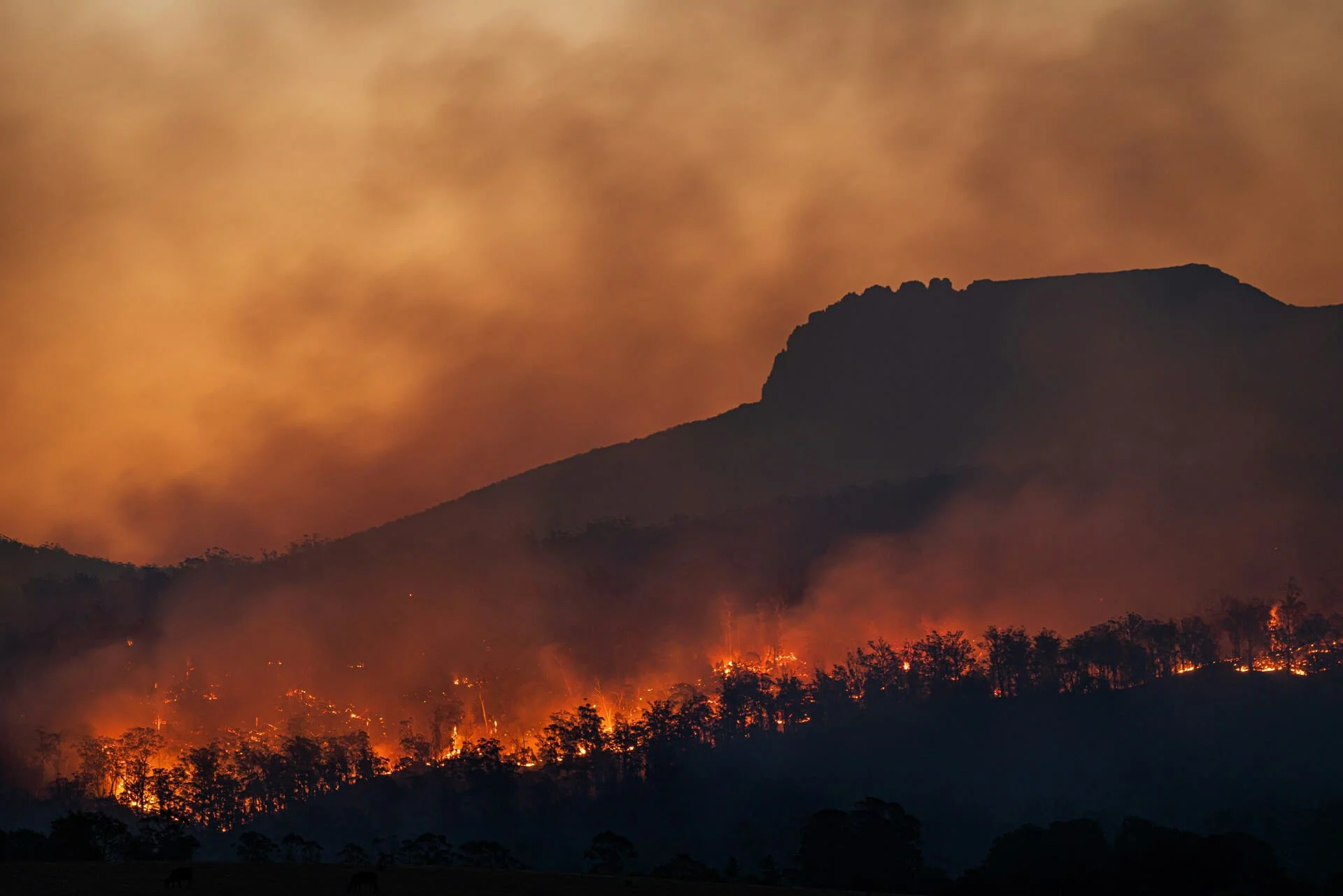 Modelación de incendios: una herramienta clave para la protección de nuestros parques nacionales