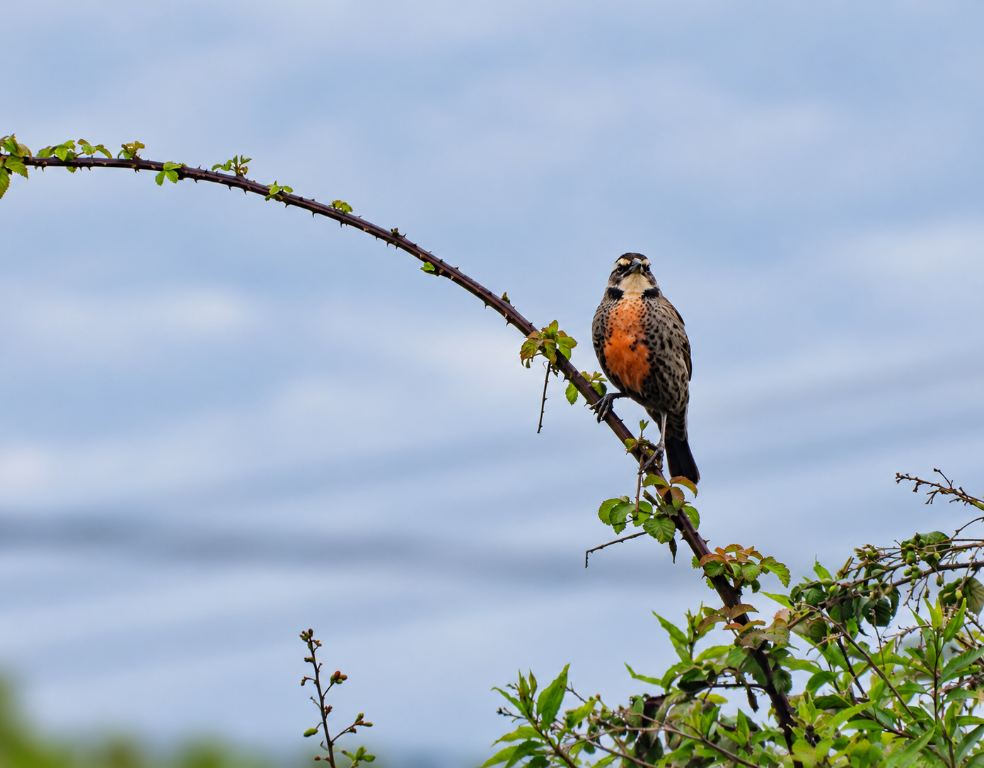 Naturaleza y Territorio